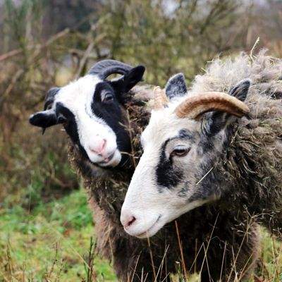 Lilla und Jule im Land der Tiere, dem veganen Lebenshof zwischen Hamburg, Lüneburg und Berlin
