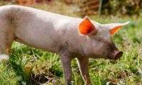 Schwein Pauline im Land der Tiere Schwein Pauline im Land der Tiere, einem Lebenshof für ehemalige "Nutztiere" in Mecklenburg-Vorpommern, idyllisch gelegen im Biosphärenreservat Flusslandschaft Elbe zwischen Hamburg und Berlin