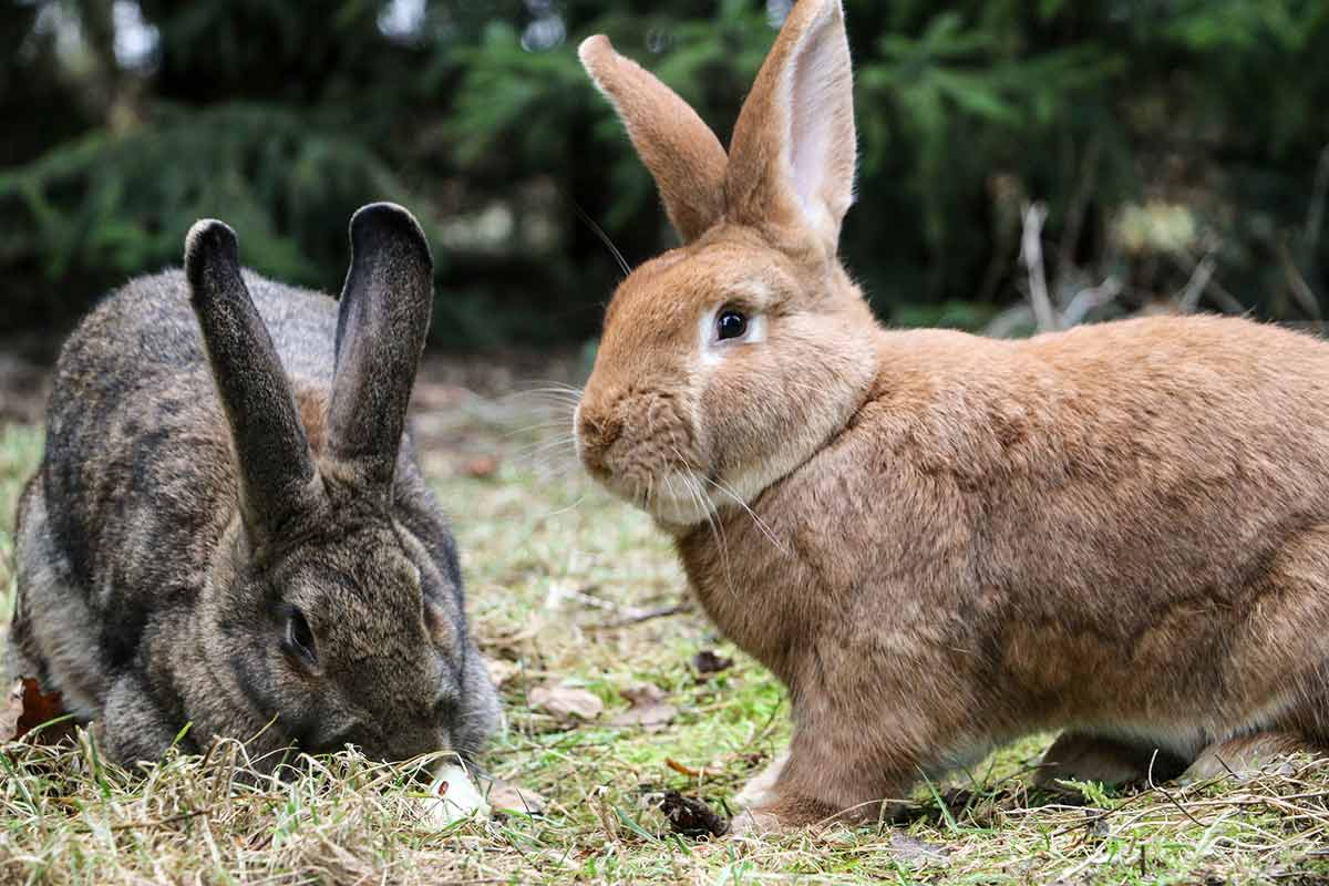 Kaninchen Lilli und Linus im Land der Tiere, einem Lebenshof für ehemalige "Nutztiere" in Mecklenburg-Vorpommern, idyllisch gelegen im Biosphärenreservat Flusslandschaft Elbe zwischen Hamburg und Berlin