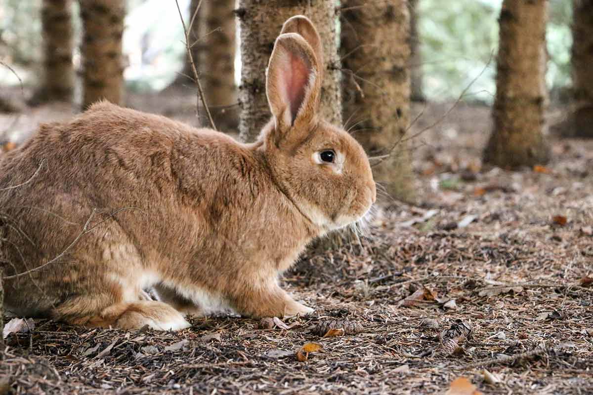Kaninchen Linus im Land der Tiere, einem Lebenshof für ehemalige "Nutztiere" in Mecklenburg-Vorpommern, idyllisch gelegen im Biosphärenreservat Flusslandschaft Elbe zwischen Hamburg und Berlin