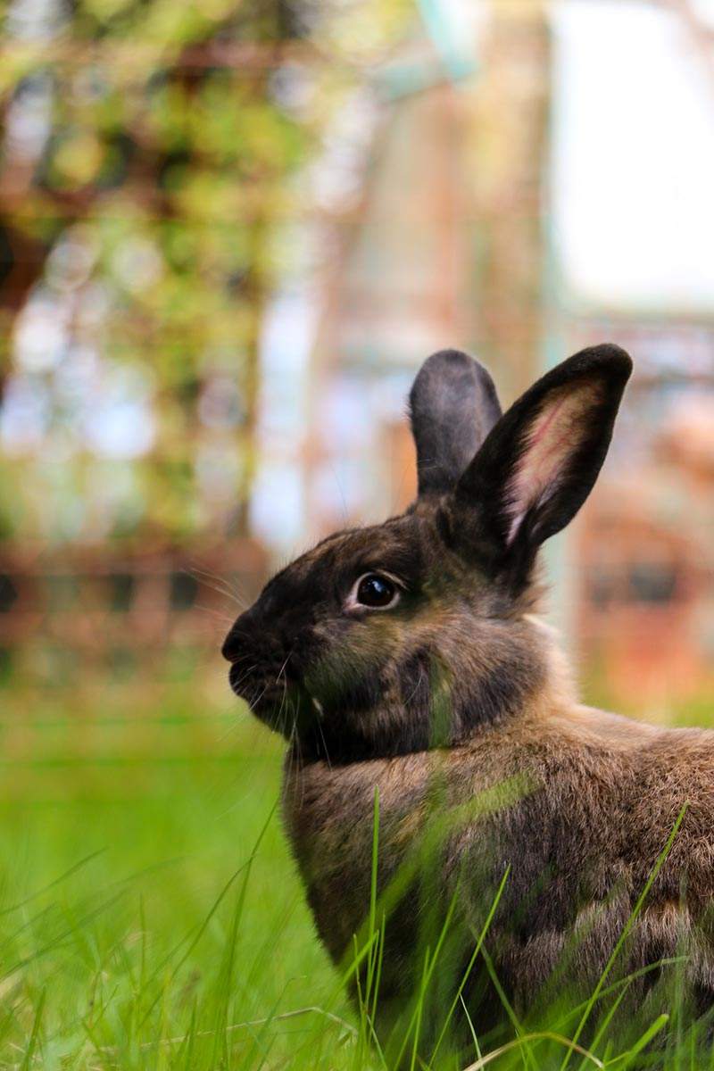 Kaninchen Charlotte im Land der Tiere, einem Lebenshof für ehemalige "Nutztiere" in Mecklenburg-Vorpommern, idyllisch gelegen im Biosphärenreservat Flusslandschaft Elbe zwischen Hamburg und Berlin
