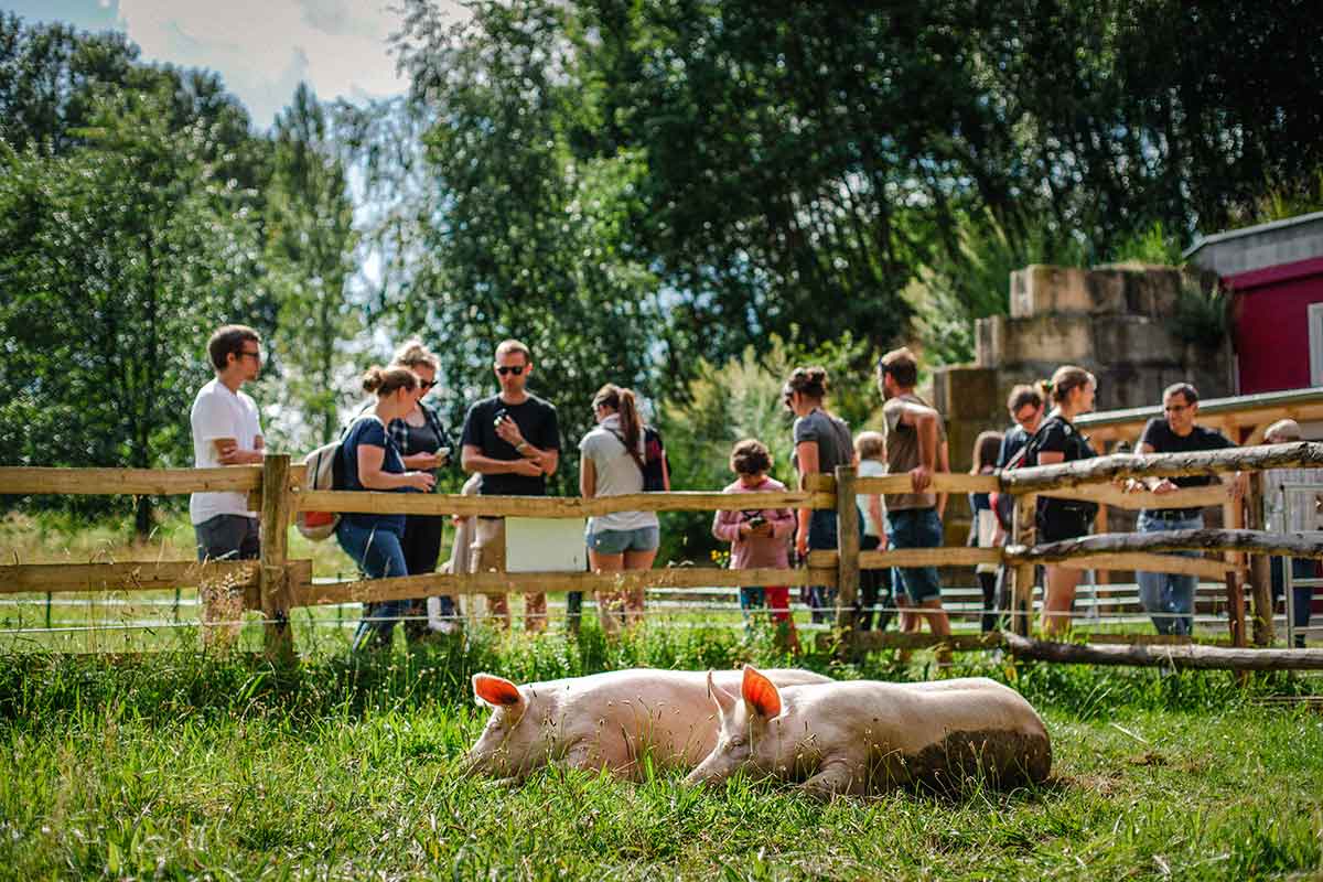 Schweine Anni und Rosalie beim Sommerfest im Land der Tiere, einem Lebenshof für ehemalige "Nutztiere" in Mecklenburg-Vorpommern, idyllisch gelegen im Biosphärenreservat Flusslandschaft Elbe zwischen Hamburg und Berlin
