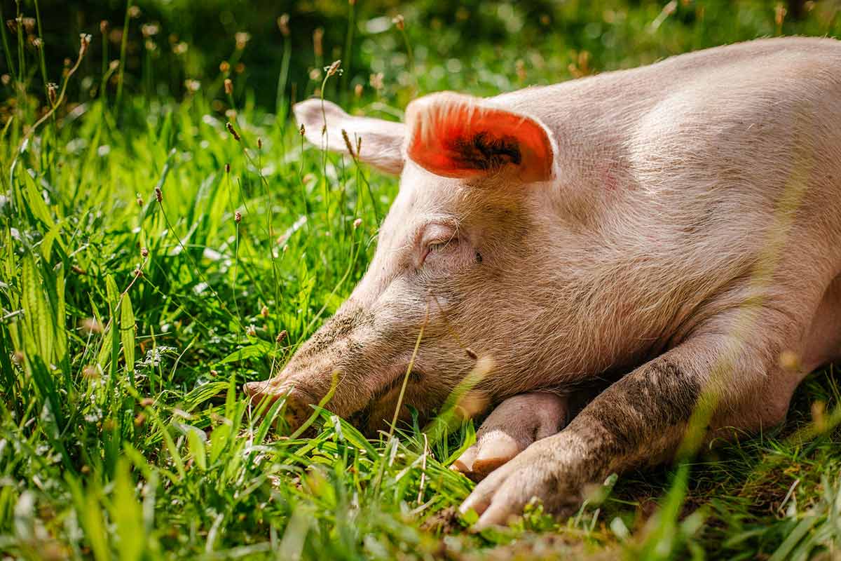 Schwein Rosalie im Land der Tiere, einem Lebenshof für ehemalige "Nutztiere" in Mecklenburg-Vorpommern, idyllisch gelegen im Biosphärenreservat Flusslandschaft Elbe zwischen Hamburg und Berlin