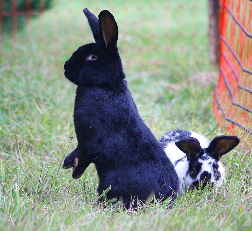 Kaninchen "der Gärtner" im Land der Tiere, dem veganen Lebenshof zwischen Hamburg, Lüneburg und Berlin