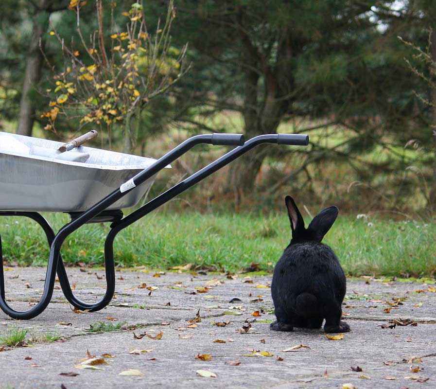 Kaninchen "der Gärtner" im Land der Tiere, dem veganen Lebenshof zwischen Hamburg, Lüneburg und Berlin