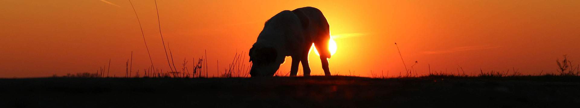 Hund Zeus im Land der Tiere, einem Lebenshof für ehemalige "Nutztiere" in Mecklenburg-Vorpommern, idyllisch gelegen im Biosphärenreservat Flusslandschaft Elbe zwischen Hamburg und Berlin
