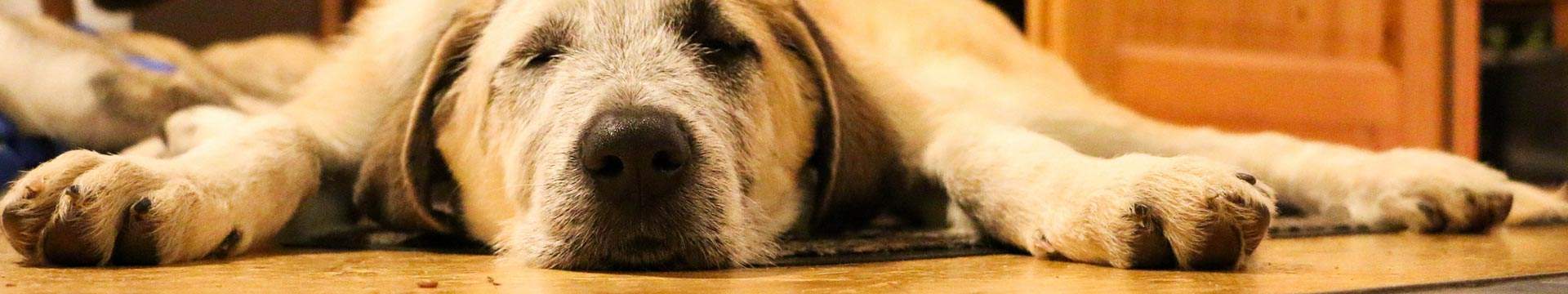 Hündin Nica im Land der Tiere, dem veganen Lebenshof zwischen Hamburg, Lüneburg und Berlin
