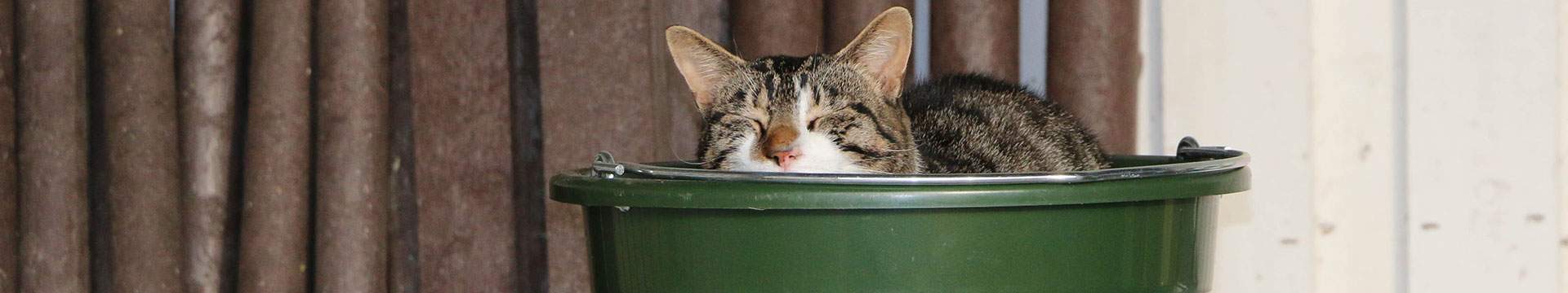 Kater Klaus im Land der Tiere, einem Lebenshof für ehemalige "Nutztiere" in Mecklenburg-Vorpommern, idyllisch gelegen im Biosphärenreservat Flusslandschaft Elbe zwischen Hamburg und Berlin