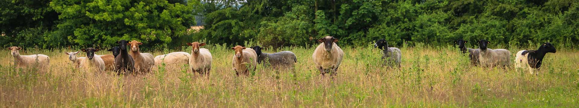 Die Schafe im Land der Tiere, einem Lebenshof für ehemalige "Nutztiere" in Mecklenburg-Vorpommern, idyllisch gelegen im Biosphärenreservat Flusslandschaft Elbe zwischen Hamburg und Berlin
