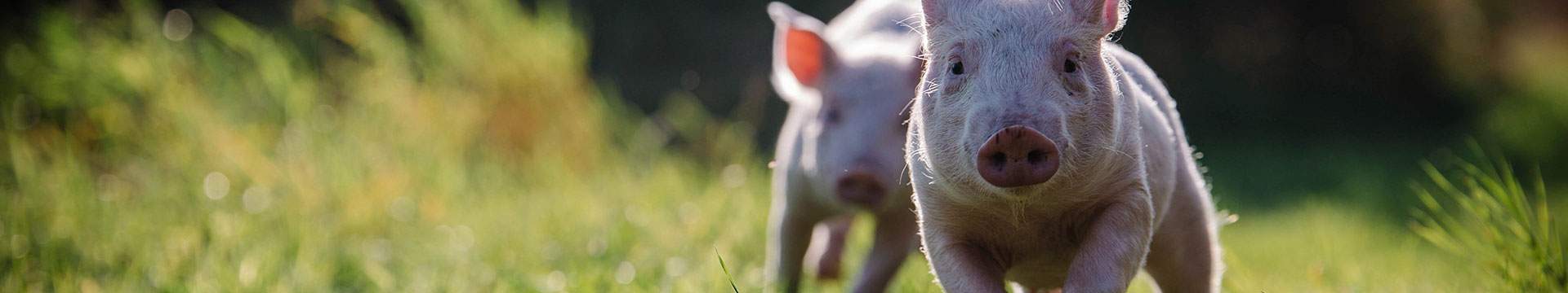 Schweine Anni und Rosalie im Land der Tiere, einem Lebenshof für ehemalige "Nutztiere" in Mecklenburg-Vorpommern, idyllisch gelegen im Biosphärenreservat Flusslandschaft Elbe zwischen Hamburg und Berlin
