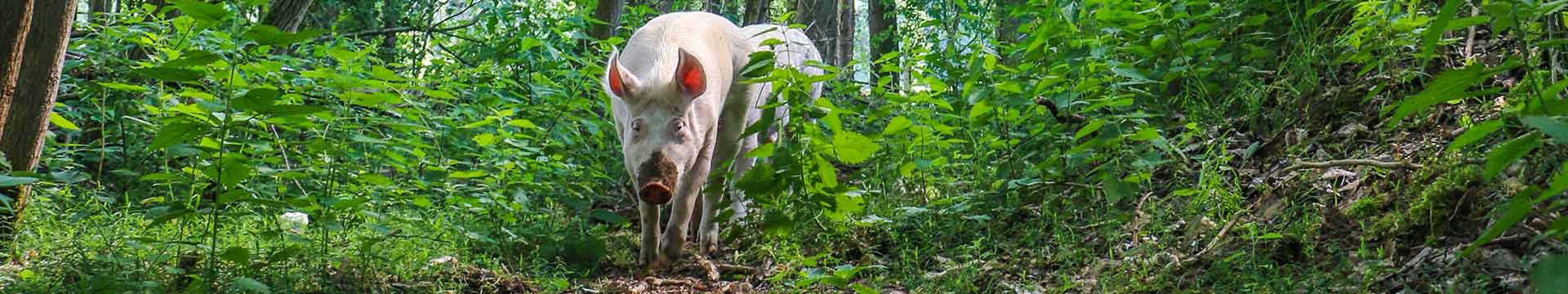 Schweine Lulu und Pauline im Land der Tiere, einem Lebenshof für ehemalige "Nutztiere" in Mecklenburg-Vorpommern, idyllisch gelegen im Biosphärenreservat Flusslandschaft Elbe zwischen Hamburg und Berlin