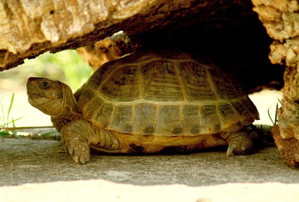 Schildkröte Lotta Ping-Pong im Land der Tiere, dem veganen Lebenshof zwischen Hamburg, Lüneburg und Berlin