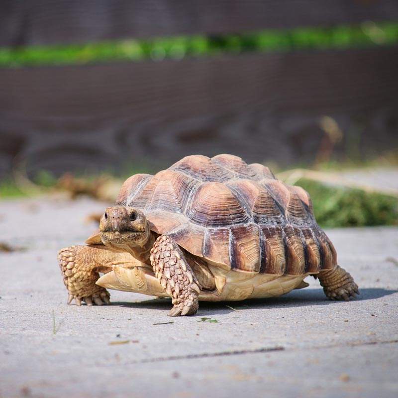 Schildkröte Sunny im Land der Tiere, dem veganen Lebenshof zwischen Hamburg, Lüneburg und Berlin