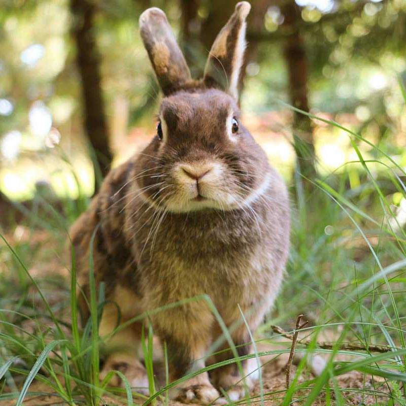 Kaninchen Freddy im Land der Tiere, dem veganen Lebenshof zwischen Hamburg, Lüneburg und Berlin