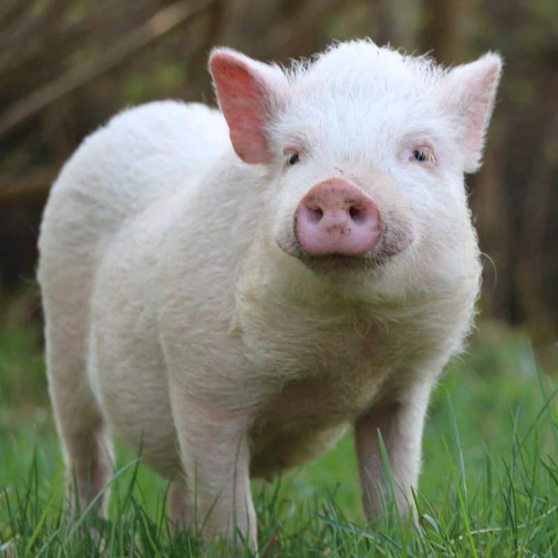 Eddie im Land der Tiere, dem veganen Lebenshof zwischen Hamburg, Lüneburg und Berlin