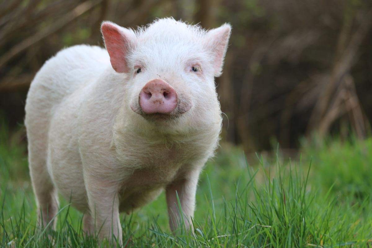 Microschwein Eddie im Land der Tiere, dem veganen Lebenshof zwischen Hamburg, Lüneburg und Berlin