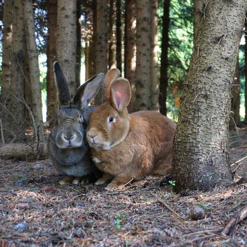 Lilly und Linus im Land der Tiere, dem veganen Lebenshof zwischen Hamburg, Lüneburg und Berlin