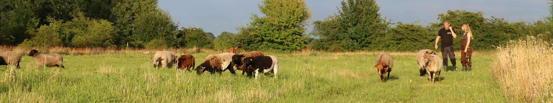 Das Schafland im Land der Tiere, dem veganen Lebenshof zwischen Hamburg, Lüneburg und Berlin