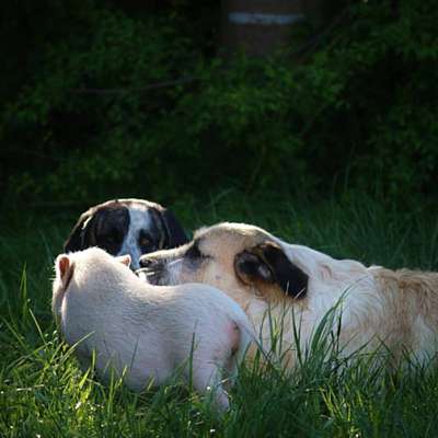 Eddie, Muli und Nica im Land der Tiere, dem veganen Lebenshof zwischen Hamburg, Lüneburg und Berlin