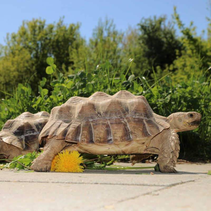 Die Landschildkröten im Land der Tiere, dem veganen Lebenshof zwischen Hamburg, Lüneburg und Berlin