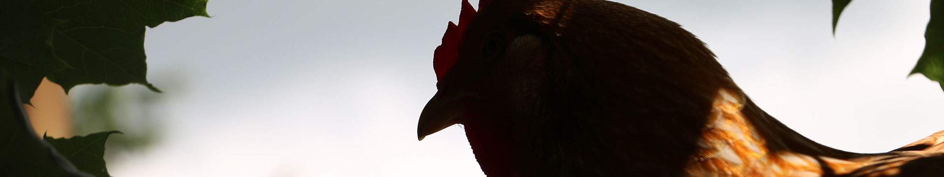 Das Kleintierland im Land der Tiere, dem veganen Lebenshof zwischen Hamburg, Lüneburg und Berlin
