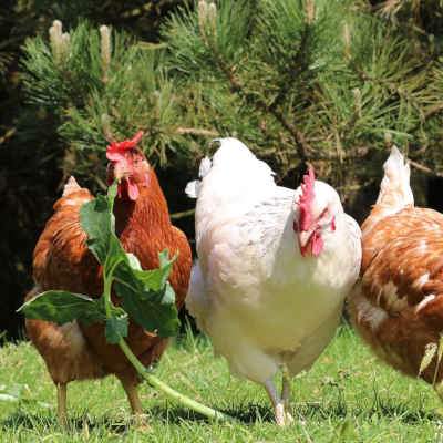 Die Hühner Alpha, Martha und Beta im Land der Tiere, dem veganen Lebenshof zwischen Hamburg, Lüneburg und Berlin