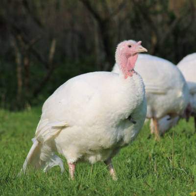 Pute Anke im Land der Tiere, dem veganen Lebenshof zwischen Hamburg, Lüneburg und Berlin