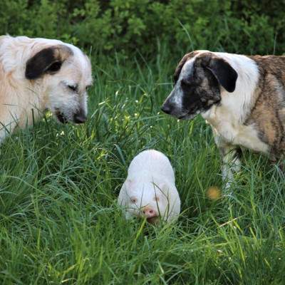 Nica, Eddie und Muli im Land der Tiere, dem veganen Lebenshof zwischen Hamburg, Lüneburg und Berlin