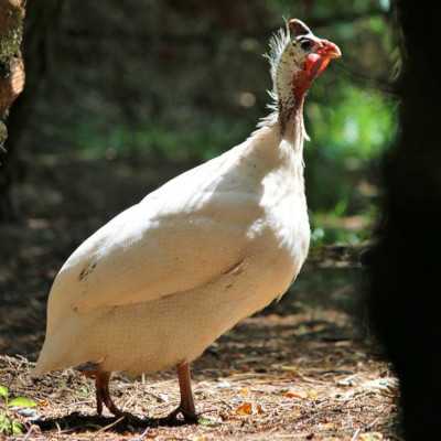 Perhuhn Helma im Land der Tiere