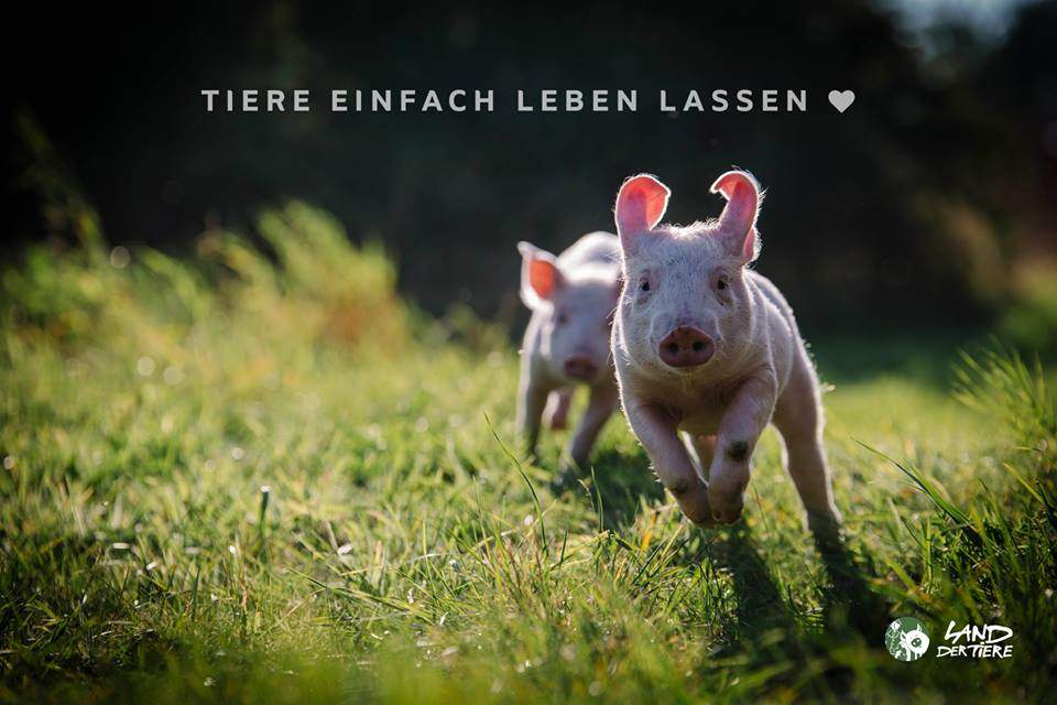 Das Rezept Fur Schone Pfingsten Land Der Tiere