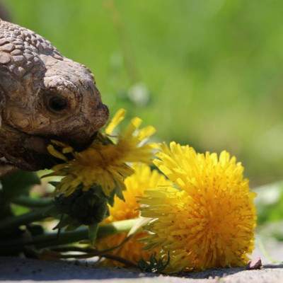 Lecker Löwenzahn zum Weltschildkrötentag 2018 im Land der Tiere, dem veganen Lebenshof zwischen Hamburg, Lüneburg und Berlin