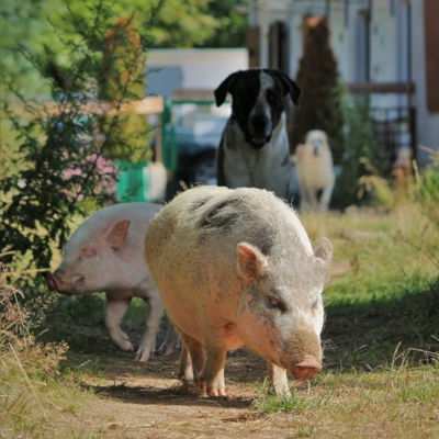 Schweine & Hunde