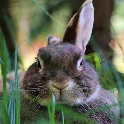 Kaninchen Freddy im Land der Tiere