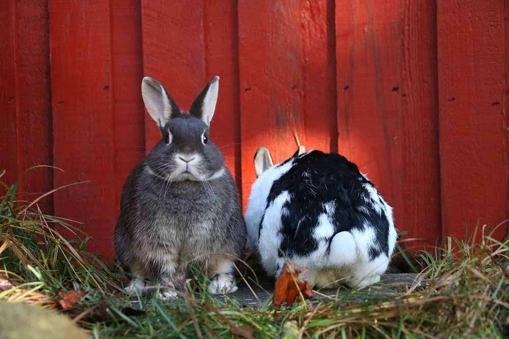 Kaninchen Freddy & Barney im Land der Tiere