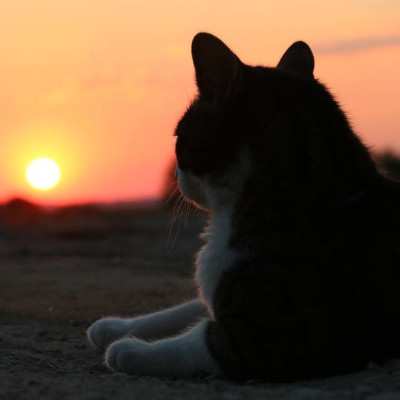 Sonnenuntergänge im Land der Tiere