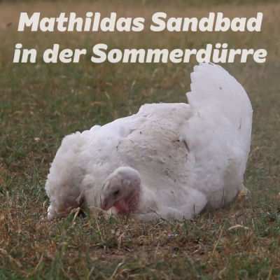 Mathilda nimmt ein Sandbad in der Sommerdürre