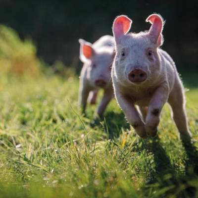 Der Land der Tiere Kalender 2019