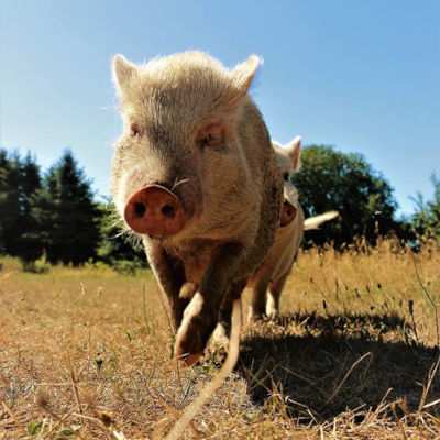 Das Land der Tiere ist nach Monaten Hitze und Trockenheit in weiten Teilen Steppe.