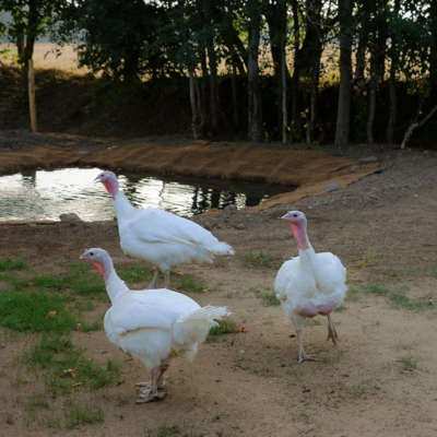 Teichbau im Land der Tiere