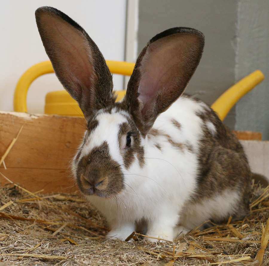 Oscar, Kaninchen im Land der Tiere