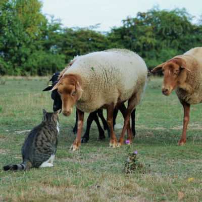 Kater Klaus trifft die Schafe