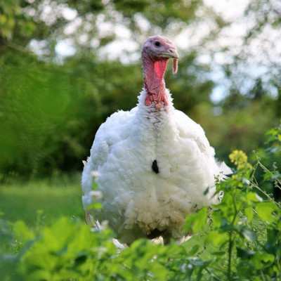 Storch im Salat