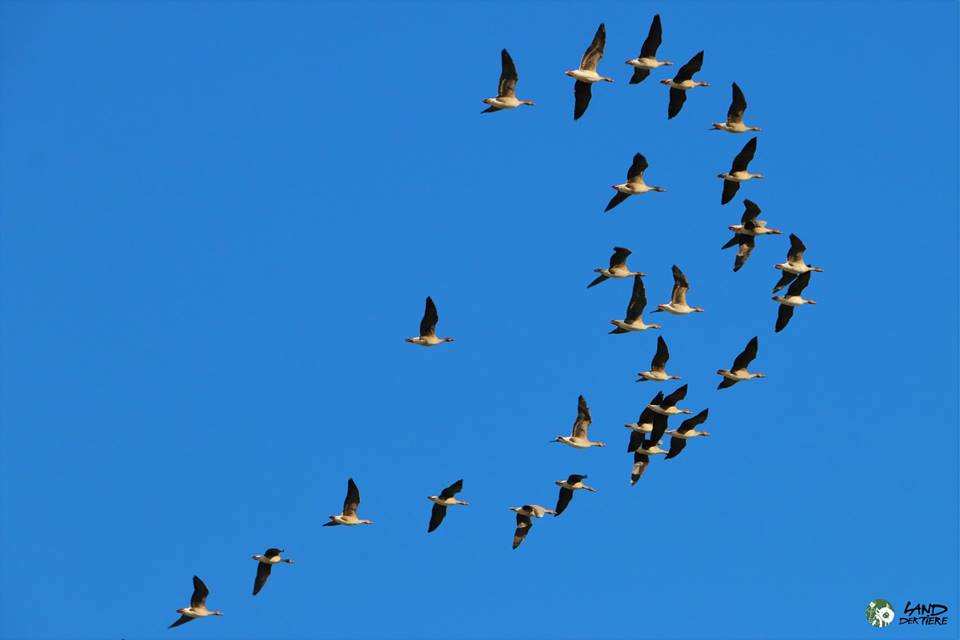 Winterlicher Flugverkehr über dem Land der Tiere