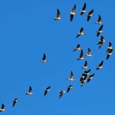 Winterlicher Flugverkehr über dem Land der Tiere
