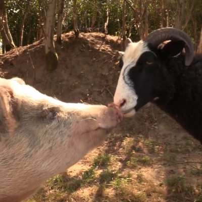 Herbstspaziergang im Land der Tiere