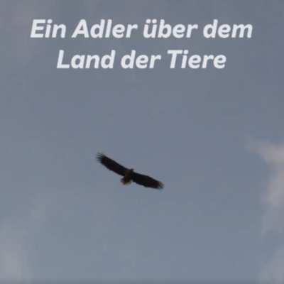 Ein Adler über dem Land der Tiere