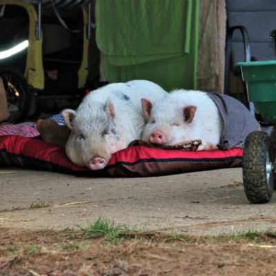 Kuscheln gegen Kälte: Schweine Eddie & Lilli