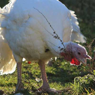 Puter Storch: Das Leben jenseits der Mastanlage. Spannend und lecker!