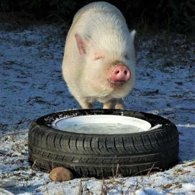 Schwein Eddie im Schnee