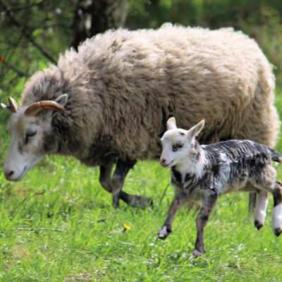 Frühlingsfest 26.Mai 2019